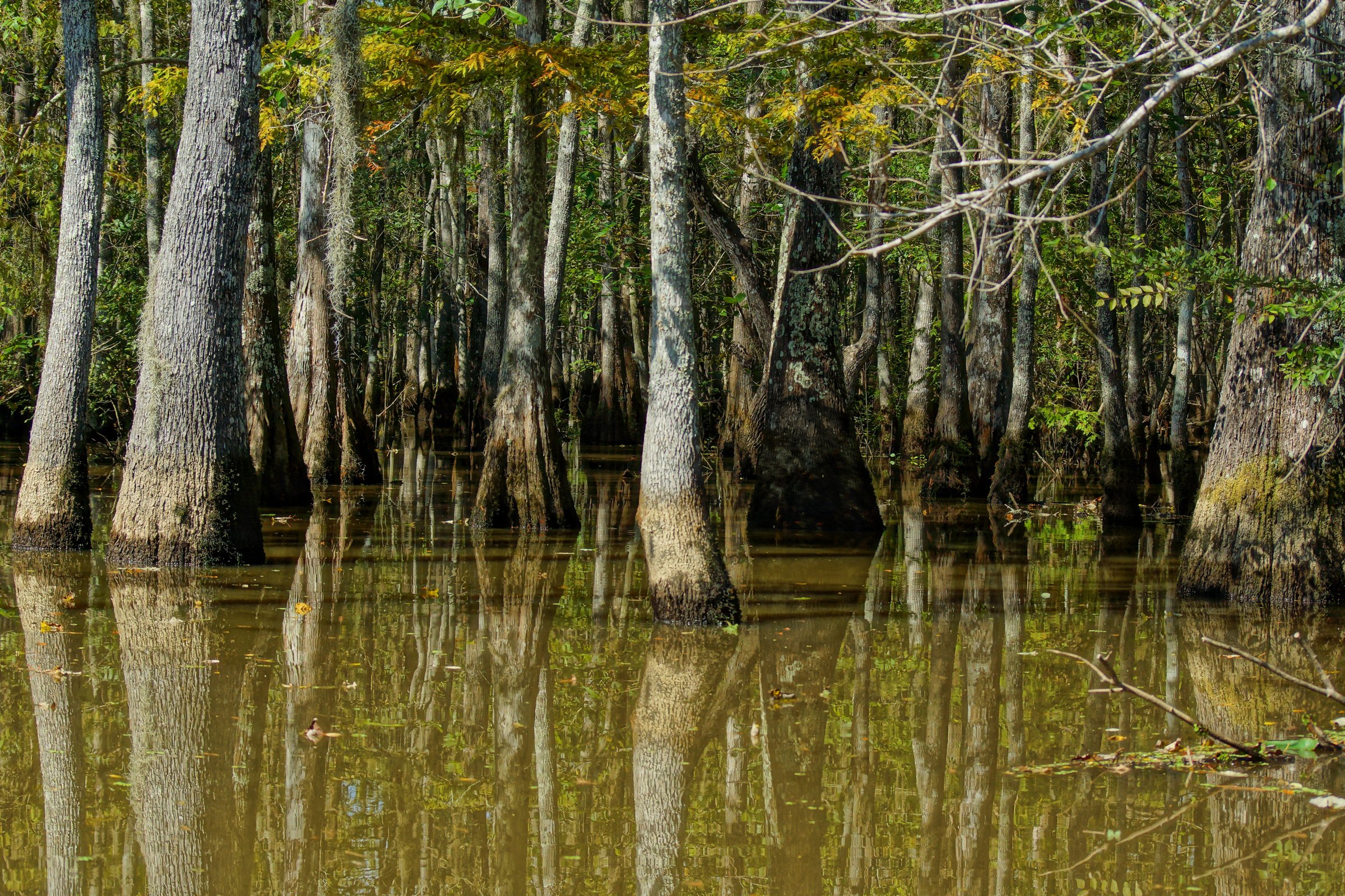 Swamp of New Orleans