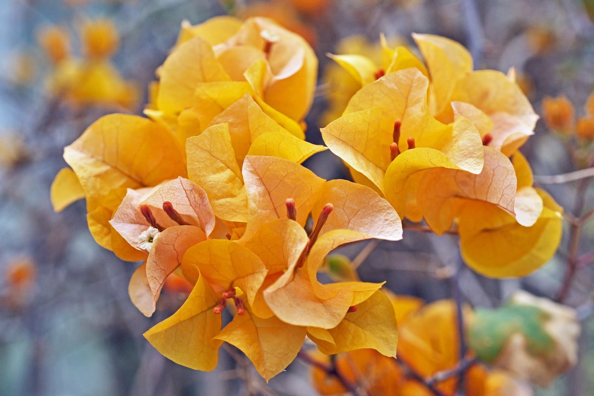 Bougainvillea