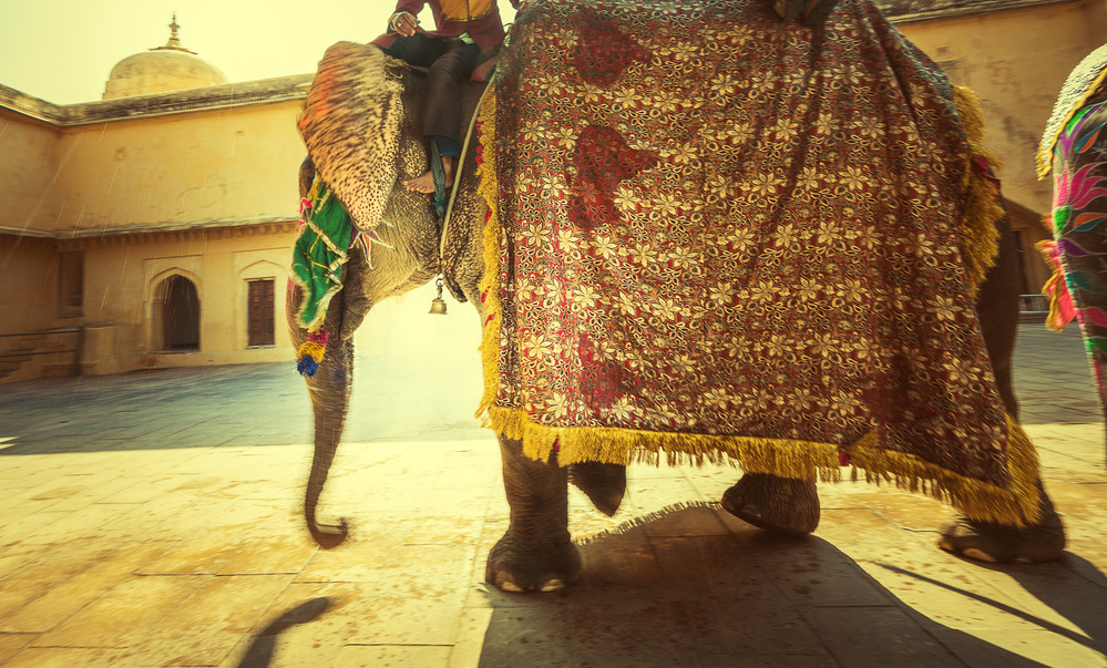 Jaipur Elephant